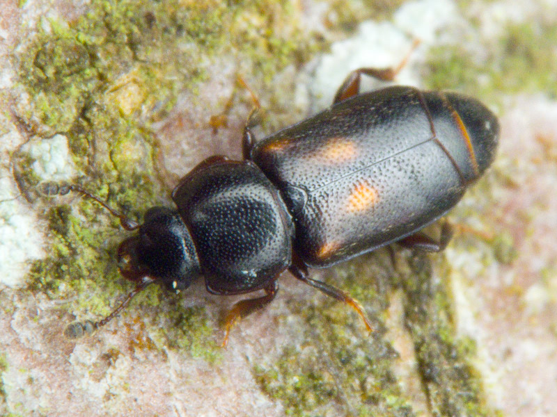 Carpophilus sexpustulatus (Fabricius, 1791)